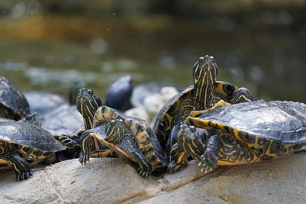 巴西龜的放生問題嚴重，在市區公園的水池往往會找到牠們的踪影。 © ABCAT / Greenpeace