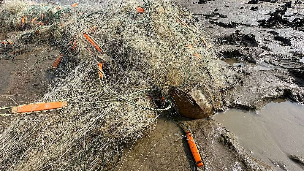 去年有大量馬蹄蟹被困於東涌灣的泥灘鬼網之中。 © Kami Hui
