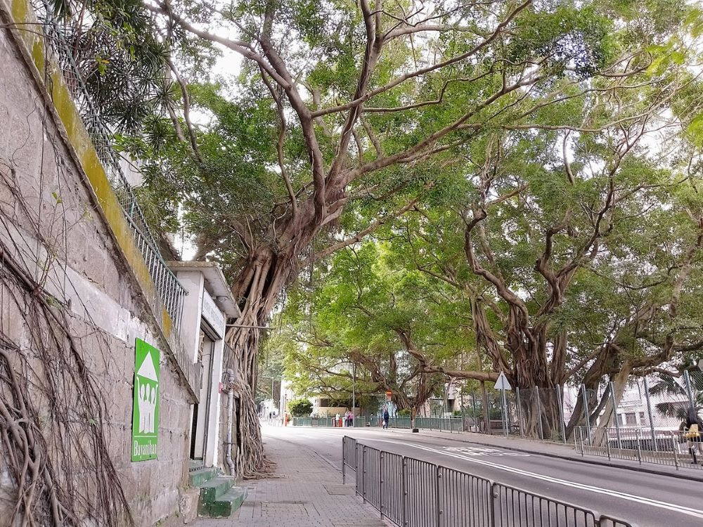 拜仁里恆海外家傭中心（左）和堅尼地城巴士站休憩處（右）兩邊老而彌堅的榕樹，將整個域多利道路面蓋上綠影。© helen yip