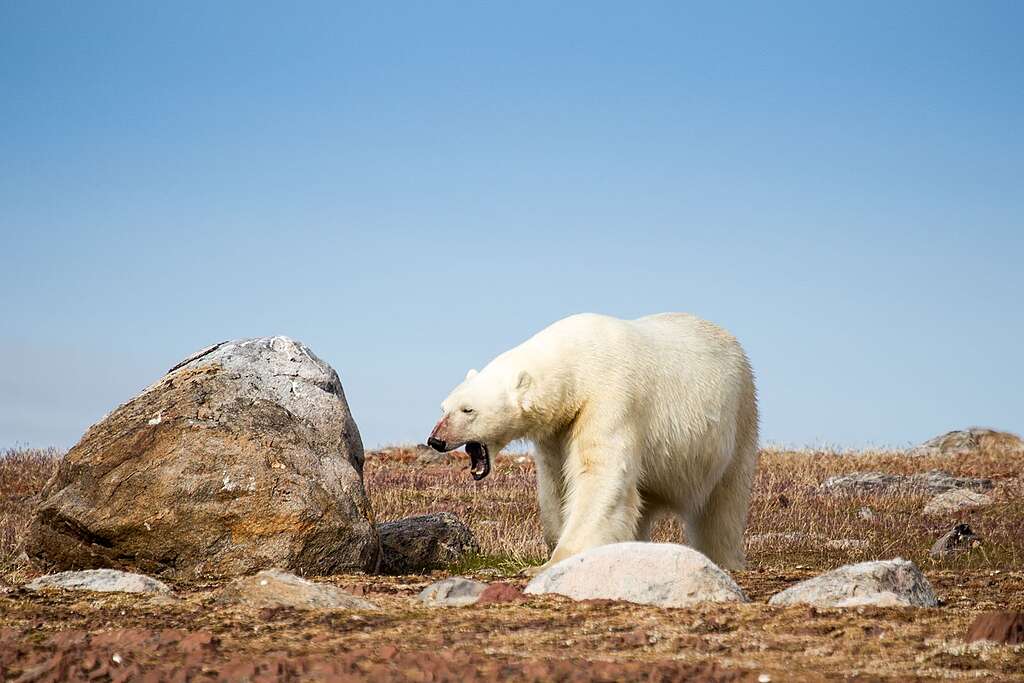 受氣候變化影響，北極海冰範圍持續消退，瘦削北極熊在陸地覓食的景象更頻繁出現。 © Wilson Cheung