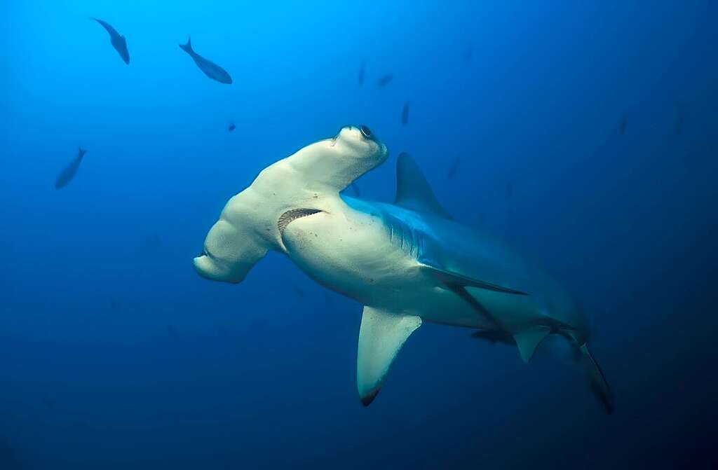 鎚頭鯊 © Hammerhead sharks / shutterstock