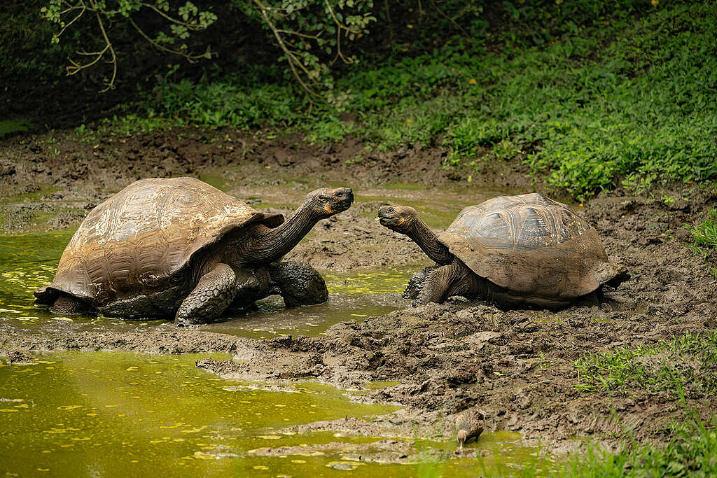 除了海洋生態目不暇給，島上還有全球體型最大烏龜──加拉帕戈斯象龜（Galapagos Giant Tortoise）等珍貴物種。 © Markus Mauthe / Greenpeace