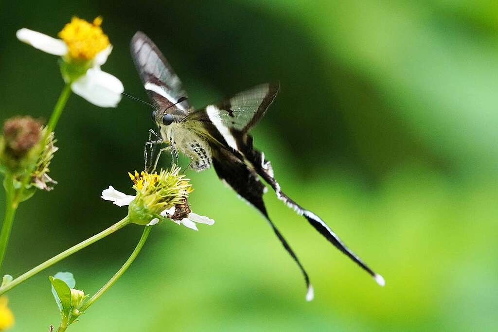 外形獨特的燕鳳蝶可說是鳳園名物。© ABCAT / Greenpeace
