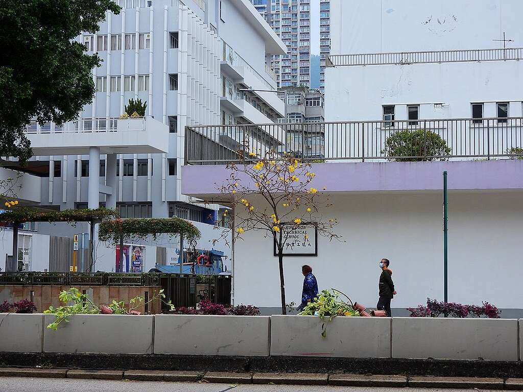 長沙灣道九龍工業學校前的黃花風鈴木。 © helen yip