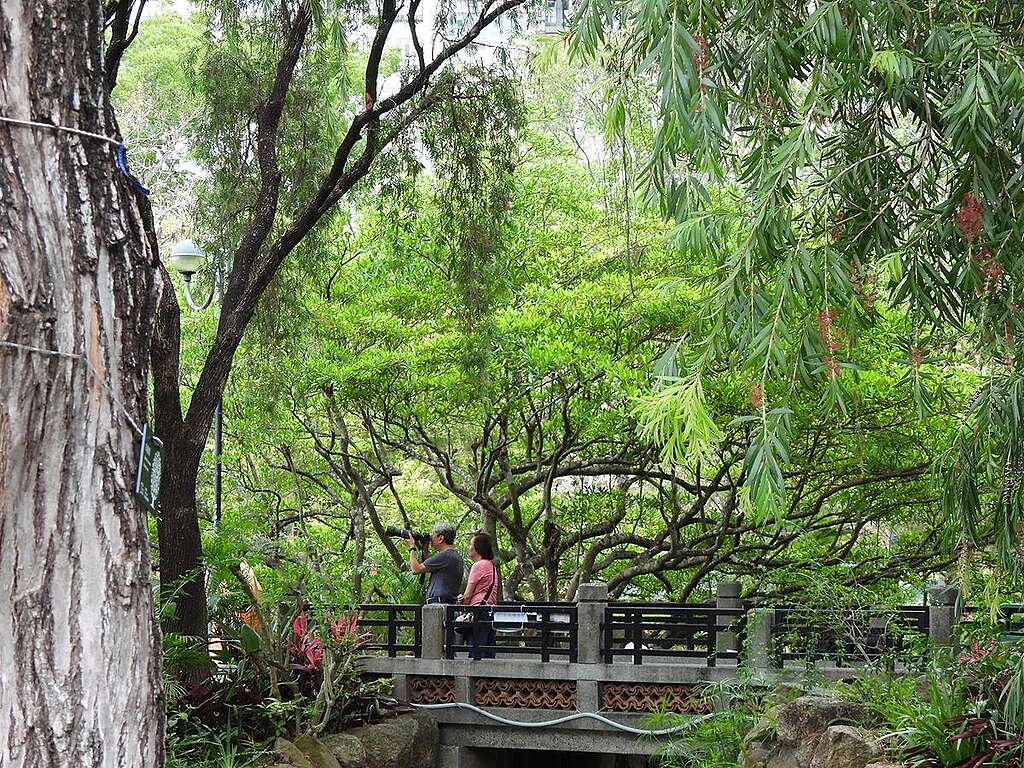 沙田公園北園有中式的庭園水池設計，吸引雀鳥、昆蟲，遊人稀少時，是觀賞城市自然生態的好地方。 © helen yip