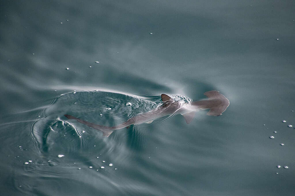 綠色和平船艦極地曙光號在加拉帕戈斯群島一帶海域，發現幼年錘頭雙髻鯊（smooth hammerhead shark）蹤跡，很可能是該處水域首次發現錘頭雙髻鯊的「育兒」棲息地（nursery）。 © Greenpeace / Sophie Cooke