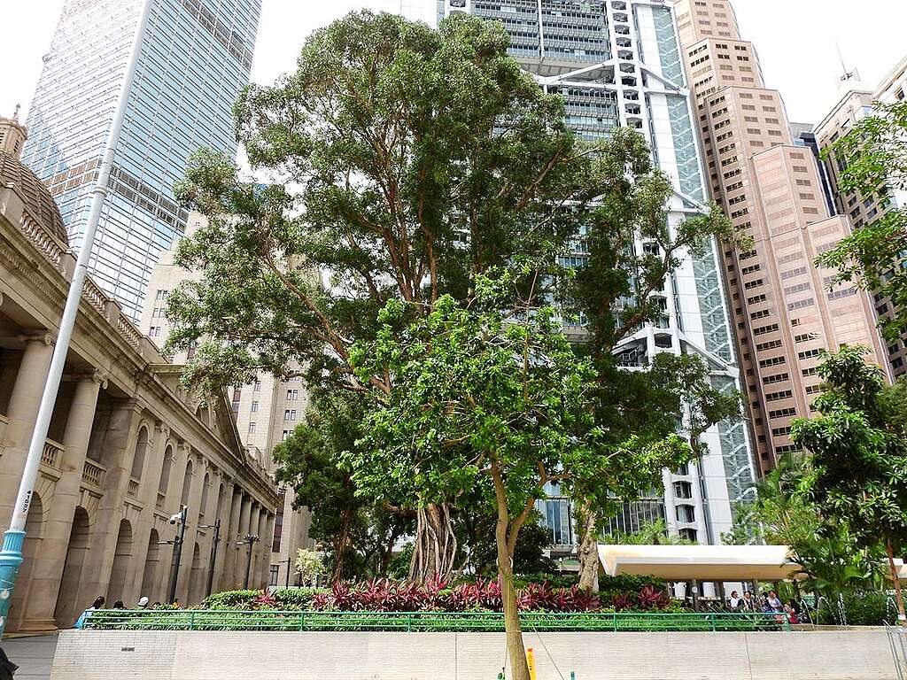 皇后像廣場花園 1966 年開幕，當年園內的樹木有由新界移植過來，近年的超強颱風卻奪走不少年長大樹。這邊老大的桉樹和白千層，說不定就是僅餘的原樹木。 © helen yip