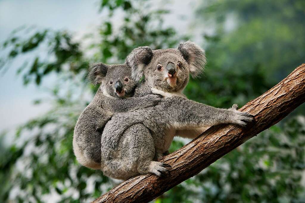 樹熊 / Koala