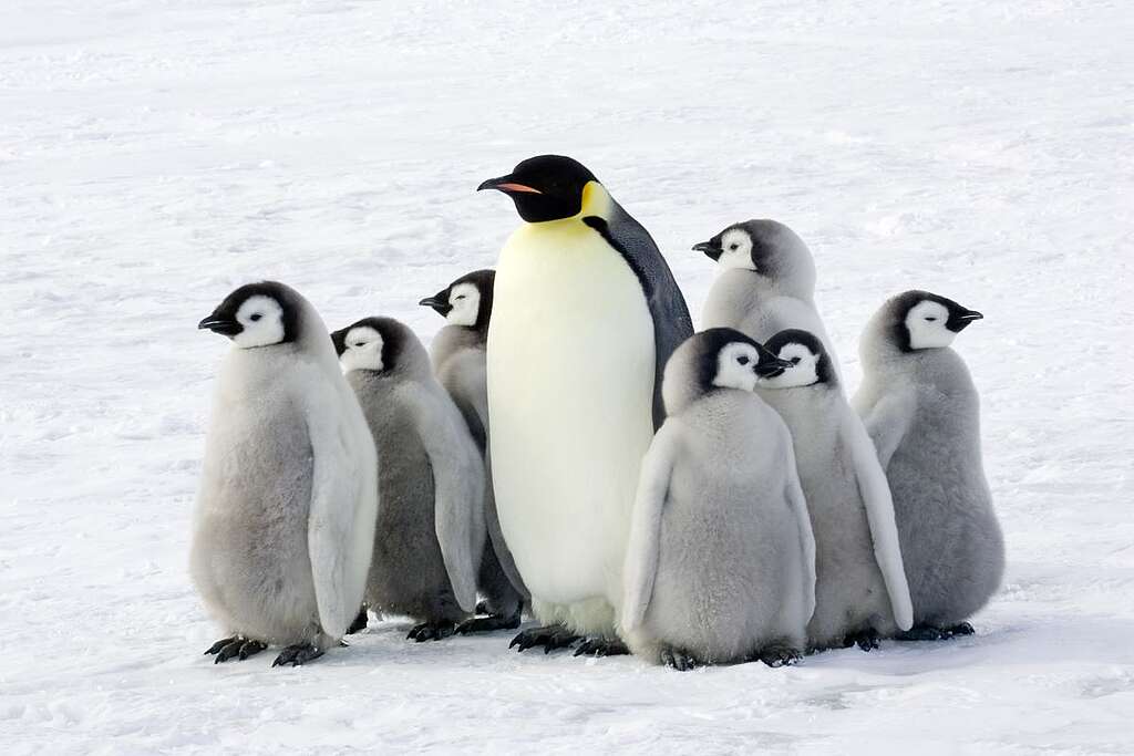 皇帝企鵝 / Emperor Penguin