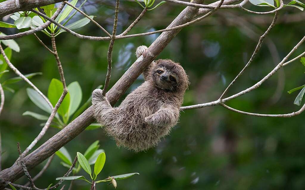 侏三趾樹懶 / Pygmy Three-toed Sloth