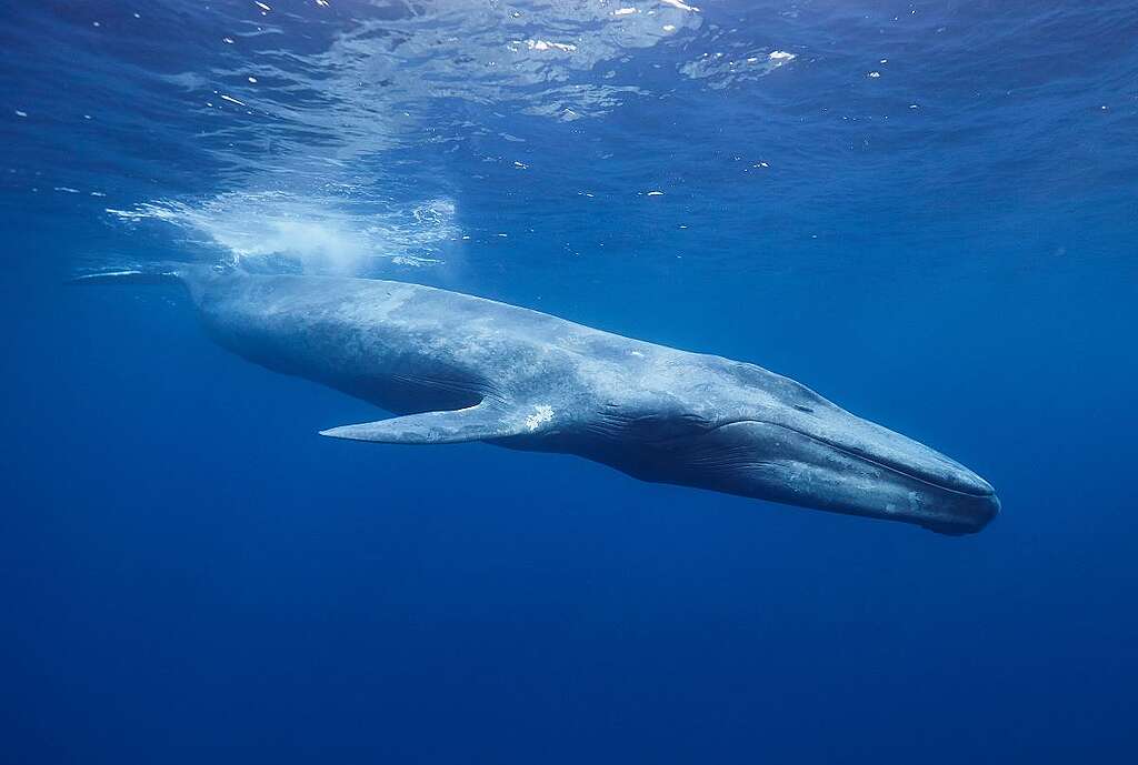 藍鯨 / Blue Whale
