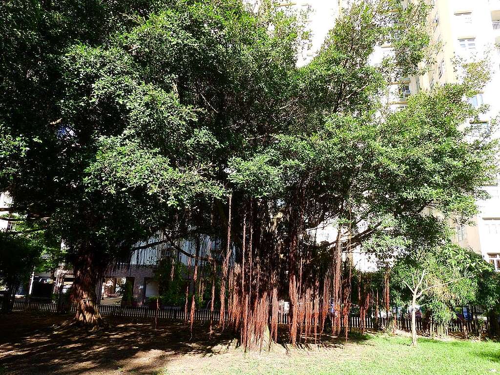 荔枝角公園二期一景：細葉榕有充足的土地和空間伸展，樹姿健美。 © helen yip