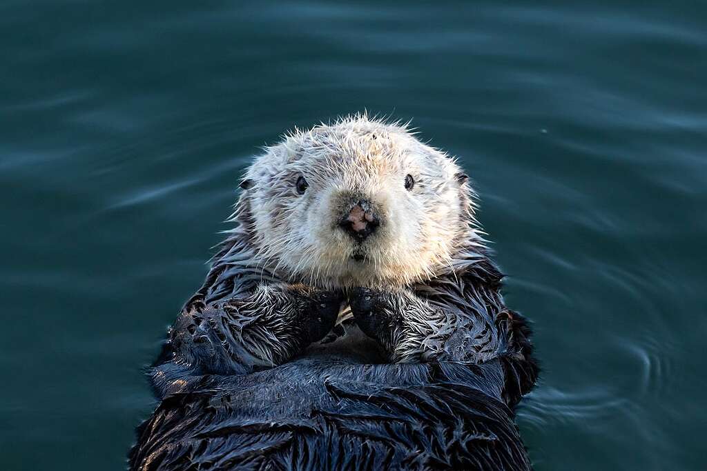 海獺 / Sea Otter