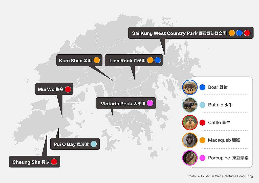 《郊野哺乳類動物糞便微塑膠研究》採樣地點包括西貢西郊野公園、獅子山、金山、太平山、梅窩、貝澳灣及長沙。 © Greenpeace
