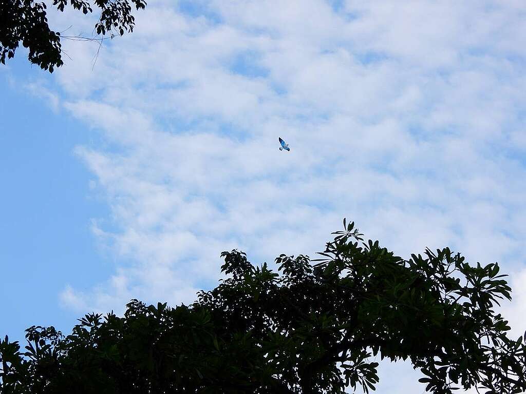 元洲仔公園另類觀「鳶」：大埔的天空是相連的，抬頭看到大埔海濱公園高飛的風箏。風箏又稱紙鳶，而香港常見的麻鷹，學名黑鳶，應該是取其空中滑翔的狀態與風箏相近。© helen yip