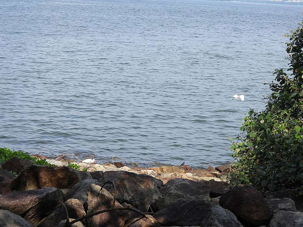 元洲仔公園海岸常見水鳥蹤影。海堤上兩隻小白鷺之間，還有城市常見的八哥（黑身黃喙）。© helen yip