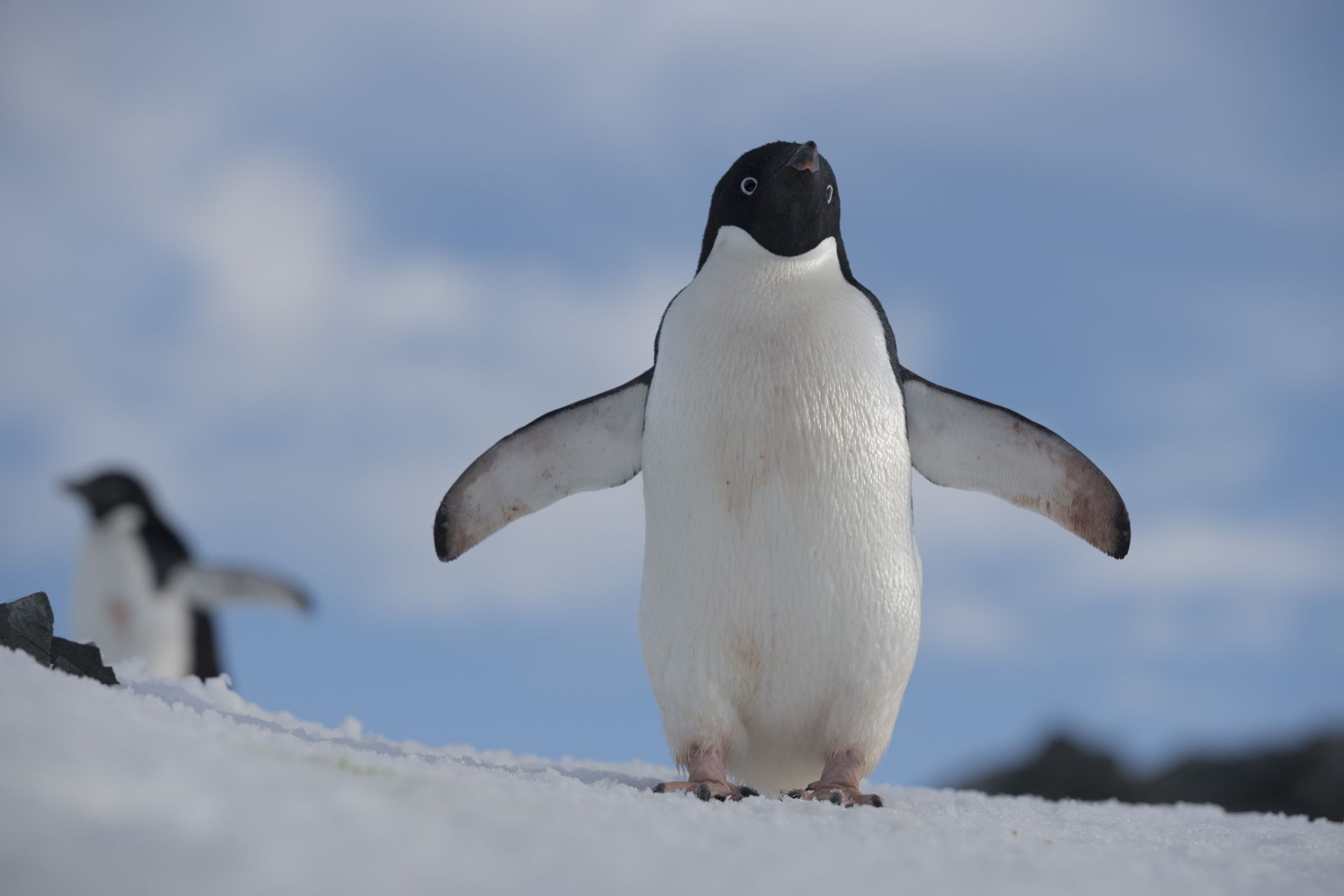 南極企鵝有啖好食！禁捕磷蝦保護區擴張