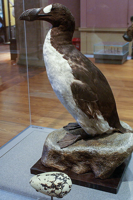 完整的大海雀標本現時全世界只剩下不到50多具。© Kelvingrove Art Gallery and Museum