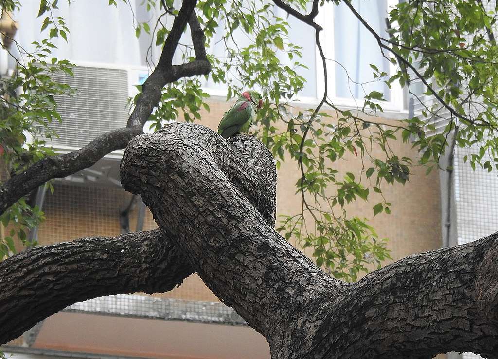 鬧市中的亞歷山大鸚鵡。 © helen yip