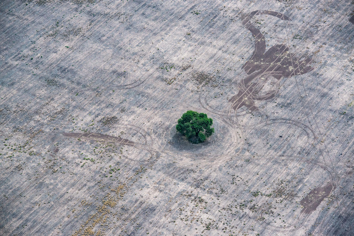 2020綠色和平12張年度照片 © Martin Katz / Greenpeace