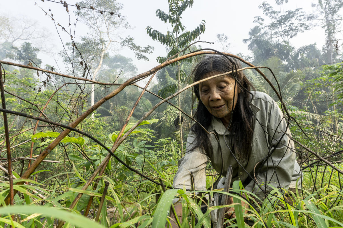 Katiká Karipuna婆婆悉心照顧社區中一片小土地。亞馬遜原住民需要自己狩獵、釣魚和耕種，才可獲得所需食物。 © Rogério Assis / Greenpeace