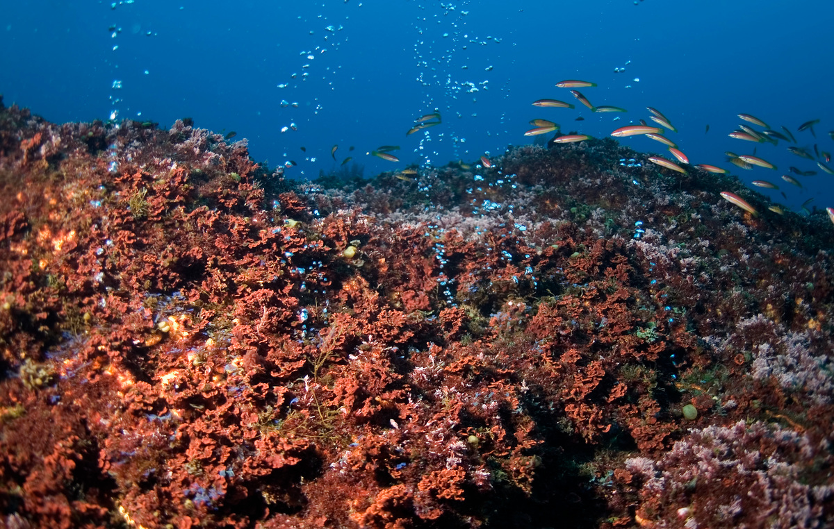 位於葡萄牙海域的Dom João De Castro海底熱泉孕育了珍奇生態，同時惹來科學家及採礦企業垂涎。 © Greenpeace / Gavin Newman