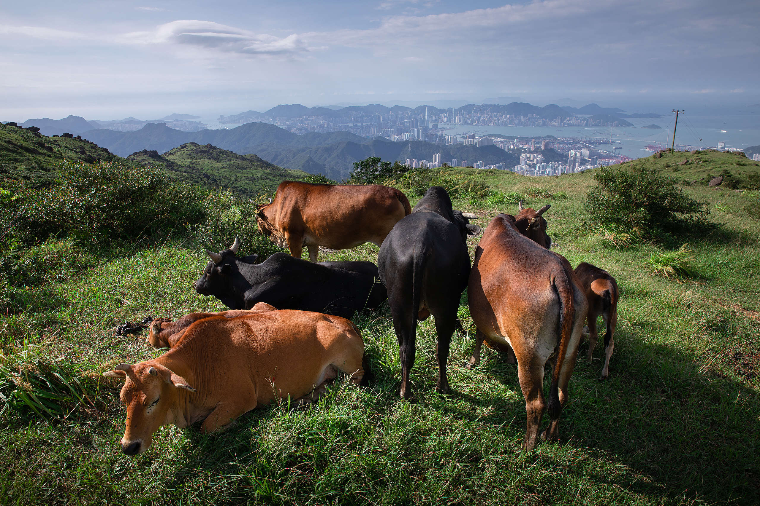 大帽山上的野生牛隻。 © Kelvin Yuen