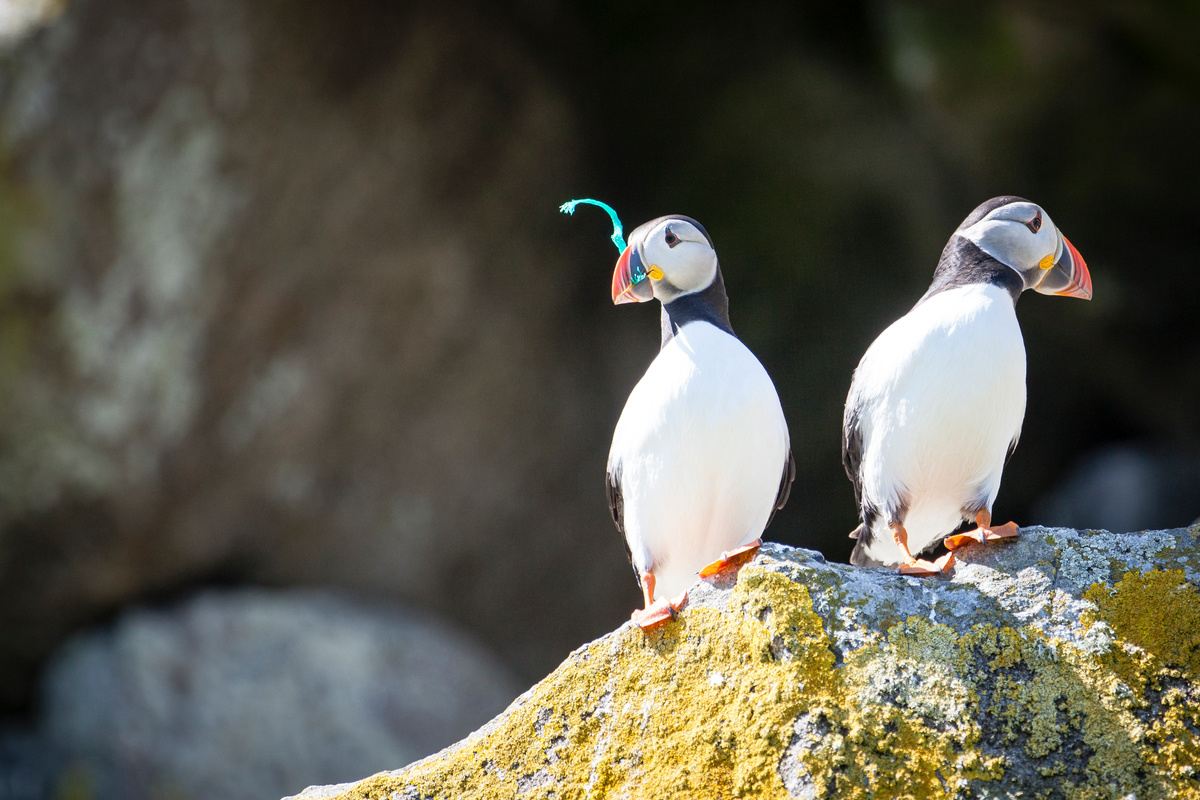 Puffins on Shiant Isles in Scotland. © Will Rose