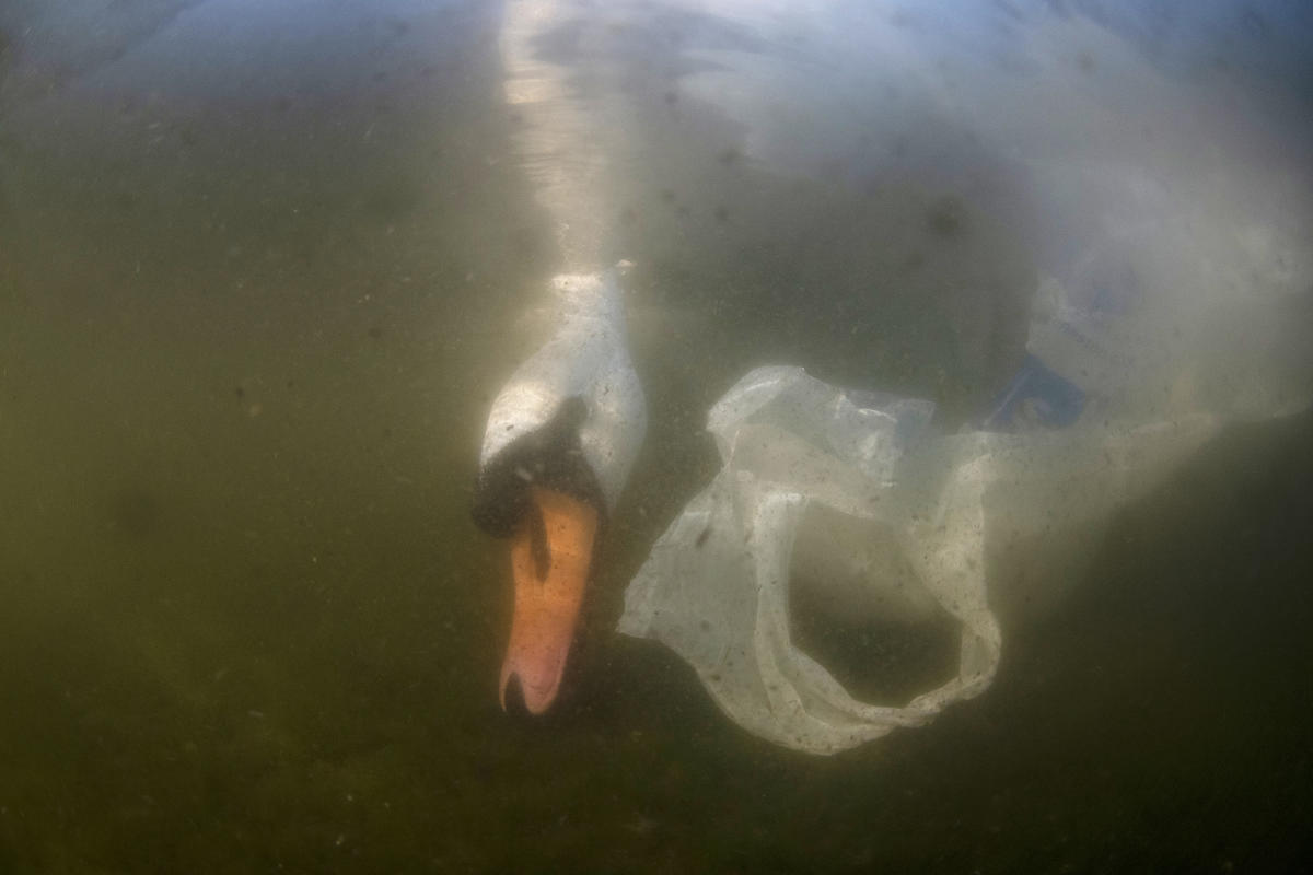 Mute Swan and Plastic Bag in UK. © Jack Perks / Greenpeace