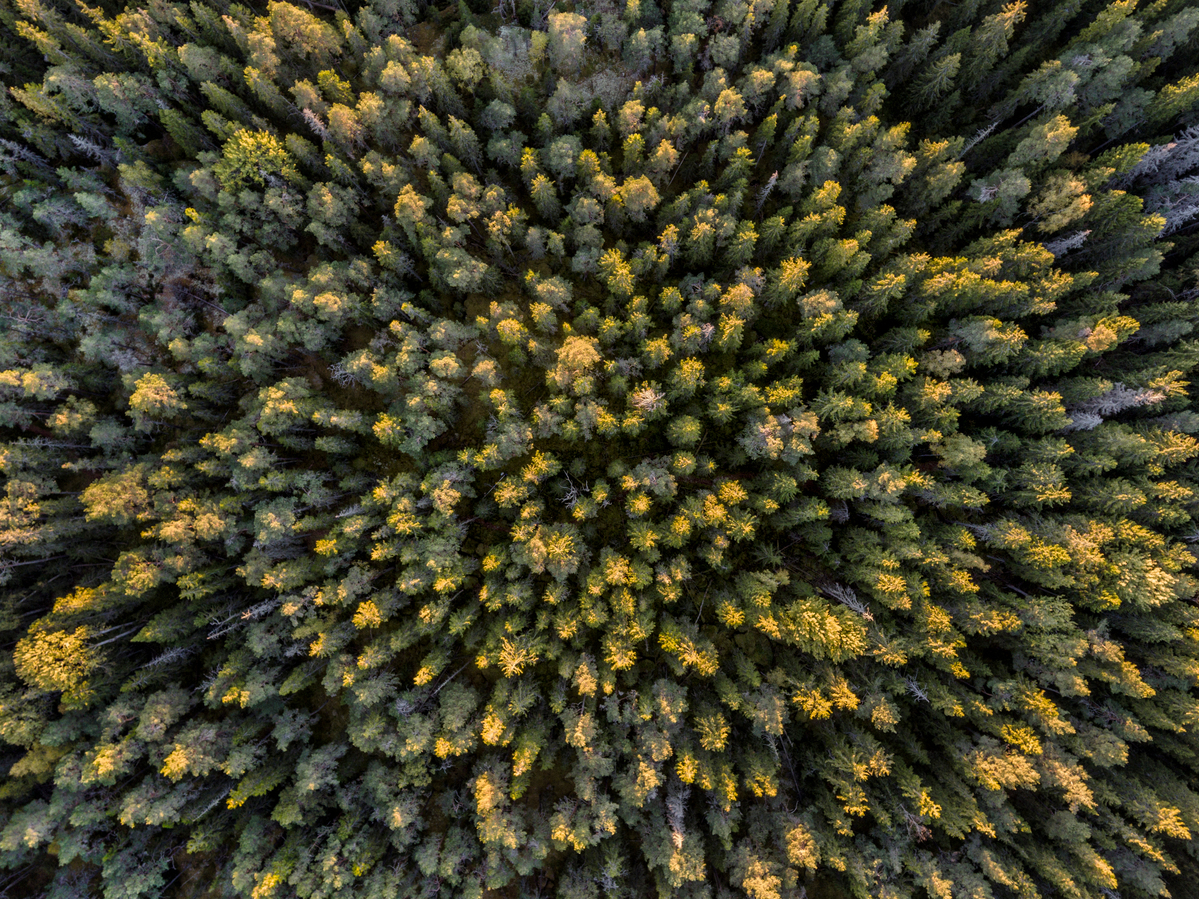 Fiby Urskog Nature Reserve in Sweden. © Christian Åslund / Greenpeace