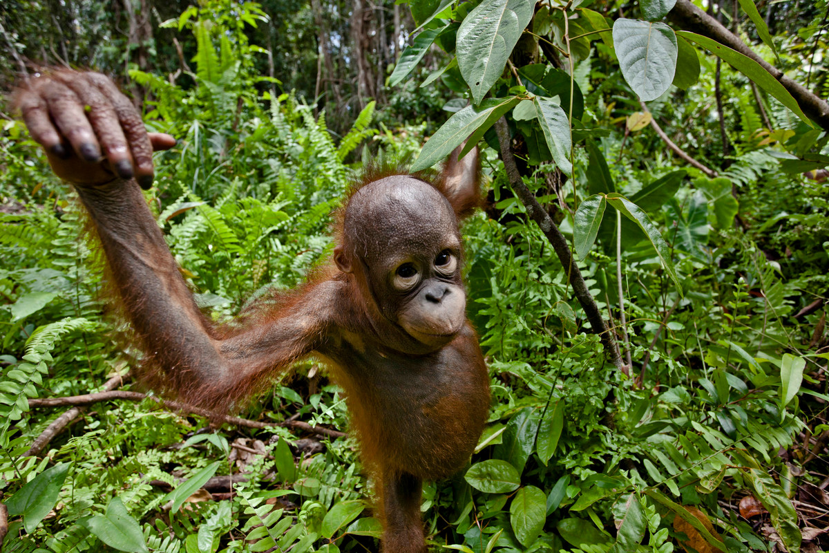 Orángután Indonéziában © Ulet Ifansasti / Greenpeace