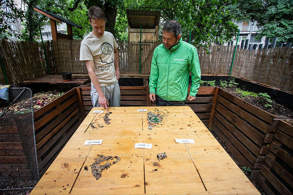 A Greenpeace és a Humusz megnézte, mi történt 45 nap után a lebomló  zacskókkal a komposztálóban - Greenpeace Magyarország