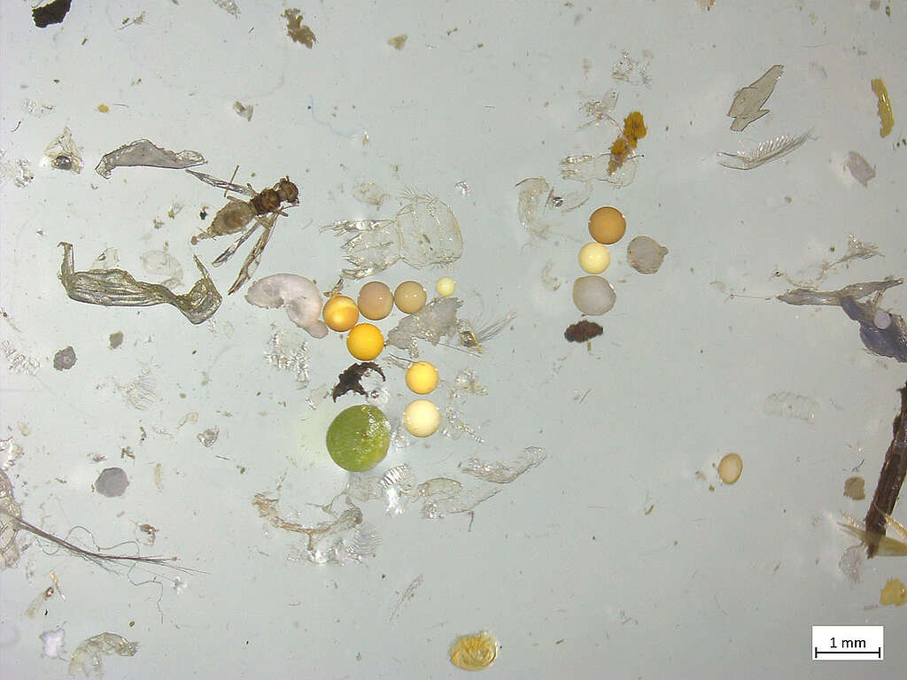 A német Greenpeace a Rajna folyóból vett vízmintákat, amelyek mikroszkopikus vizsgálata mikroműanyagok jelenlétét mutatta ki. © Greenpeace
