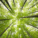 Beech tree forest in the Bavarian forest.
Buchen im Bayerischen Wald. Der Bayerische Wald (auch Bayrischer Wald, Bayerwald oder Boehmerwald) ist ein etwa 100 km langes Mittelgebirge an der Grenze zwischen Bayern und Tschechien.