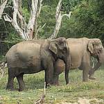 World Elephant Day: Why Community-Led Conservation of the Animal is Key