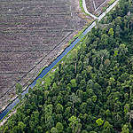 Greenpeace Putuskan Hubungan Setelah APP/Sinar Mas Terkait Kembali Praktik Deforestasi