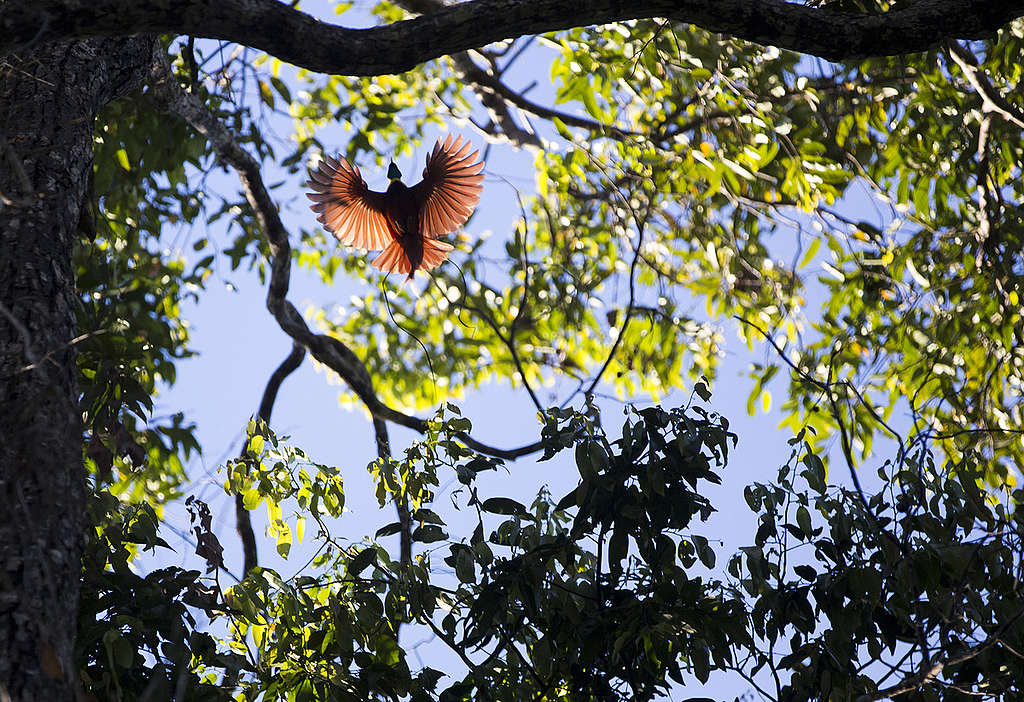Bird of Paradise in Papua. © Paul Hilton