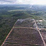 PT Ladang Sawit Mas Oil Palm Concessions in Sungai Putri, West Kalimantan. © Irmawan