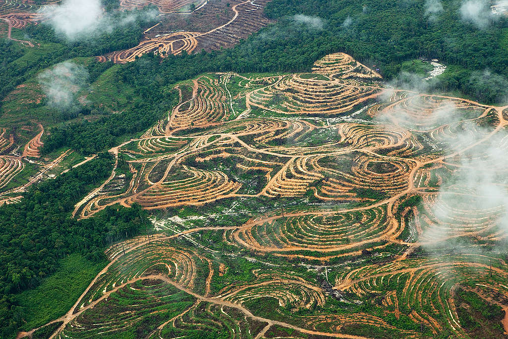 Palm Oil Production in Kalimantan. © Daniel Beltrá