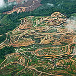 Palm Oil Production in Kalimantan. © Daniel Beltrá