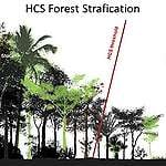 Nol Deforestasi dalam Praktik: Pendekatan Stok Karbon Tinggi