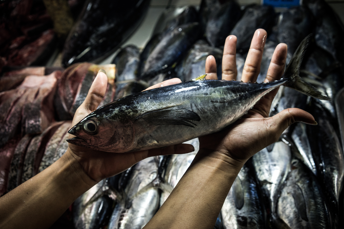 Juvenile Tuna in Market in the Philippines. © Sanjit Das