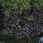 Apakah Kamu Pernah Melihat Mangrove Berwarna Hitam?
