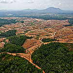 Deforestation in Central Kalimantan. © Ulet  Ifansasti