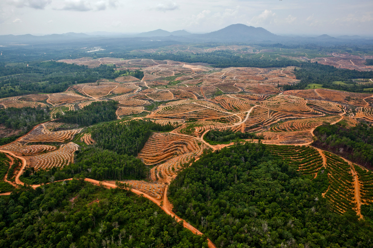 Deforestation in Central Kalimantan. © Ulet Ifansasti