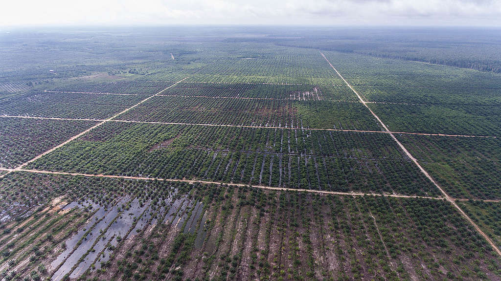 PT Ladang Sawit Mas Oil Palm Concessions in Sungai Putri, West Kalimantan. © Irmawan