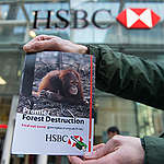 Kebijakan Baru “Nol Deforestasi” HSBC Langkah Maju Keberlanjutan Pendanaan Kelapa Sawit