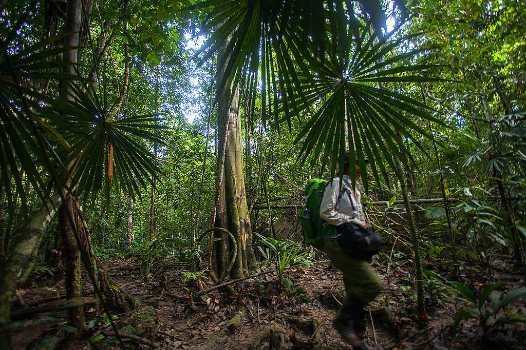 Rainforest in West Papua. © Jurnasyanto Sukarno / Greenpeace