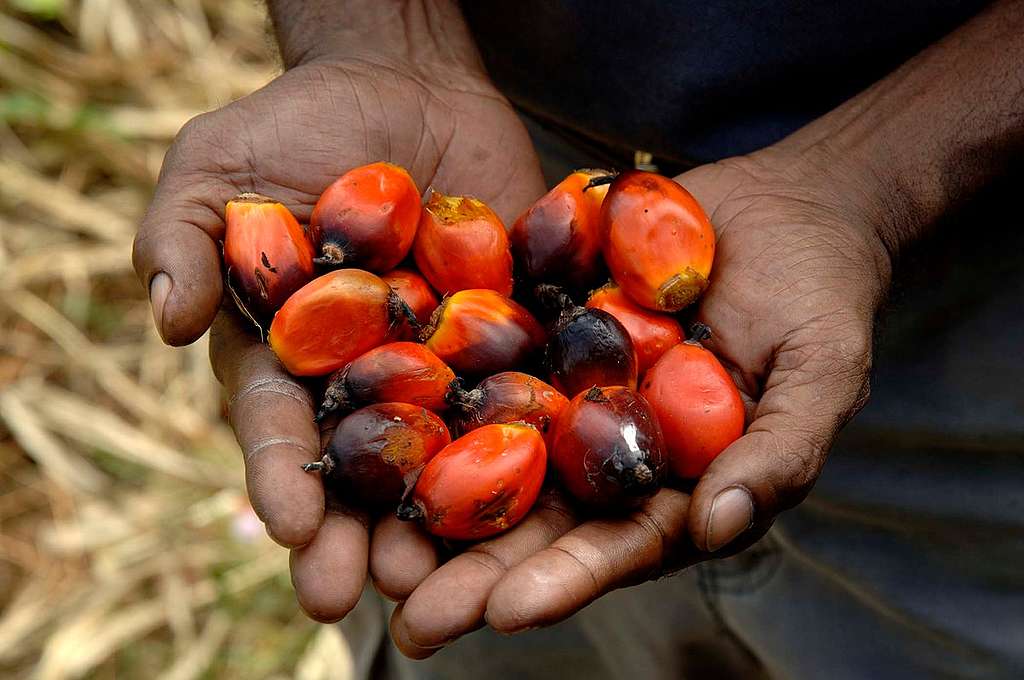 Palm Oil Fruit in Popondetta. © Greenpeace / Peter Solness