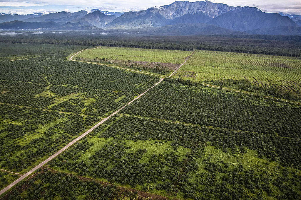 Palm Oil Concession in Southern Papua. © Jurnasyanto Sukarno